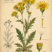 Golden Ragwort in Paganism and Witchcraft