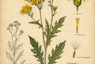 Golden Ragwort in Paganism and Witchcraft