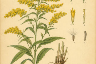 Goldenrod in Paganism and Witchcraft