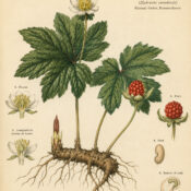Goldenseal in Paganism and Witchcraft