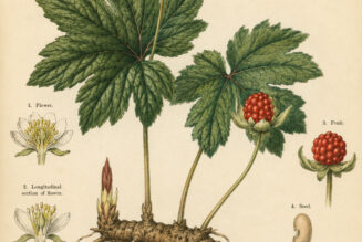 Goldenseal in Paganism and Witchcraft