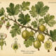 Gooseberry in Paganism and Witchcraft