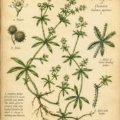 Goosegrass in Paganism and Witchcraft