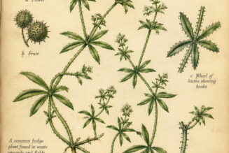 Goosegrass in Paganism and Witchcraft
