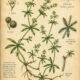 Goosegrass in Paganism and Witchcraft
