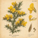 Gorse in Paganism and Witchcraft