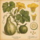 The Use of Gourd in Paganism and Witchcraft