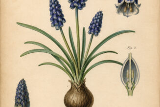 Grape Hyacinth in Paganism and Witchcraft