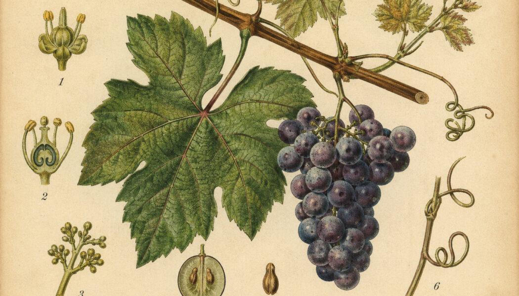 Grapevine in Paganism and Witchcraft