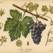 Grapevine in Paganism and Witchcraft