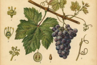 Grapevine in Paganism and Witchcraft