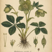Green Hellebore in Paganism and Witchcraft