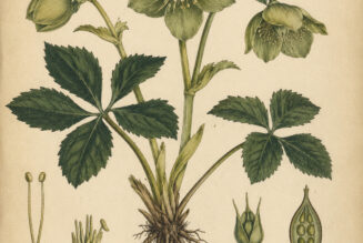 Green Hellebore in Paganism and Witchcraft