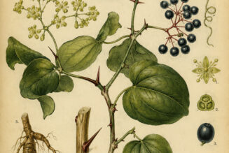 Greenbrier (Smilax) in Paganism and Witchcraft