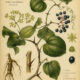 Greenbrier (Smilax) in Paganism and Witchcraft