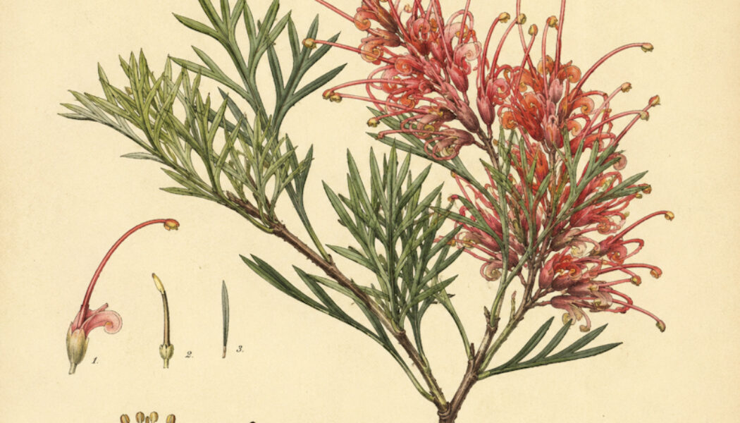 Grevillea in Paganism and Witchcraft