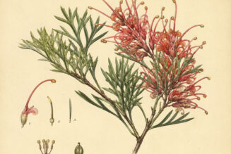 Grevillea in Paganism and Witchcraft