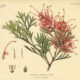 Grevillea in Paganism and Witchcraft