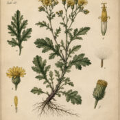 Groundsel in Paganism and Witchcraft