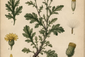 Groundsel in Paganism and Witchcraft