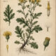 Groundsel in Paganism and Witchcraft
