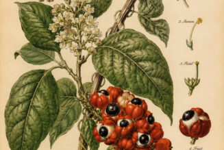 Guarana in Paganism and Witchcraft