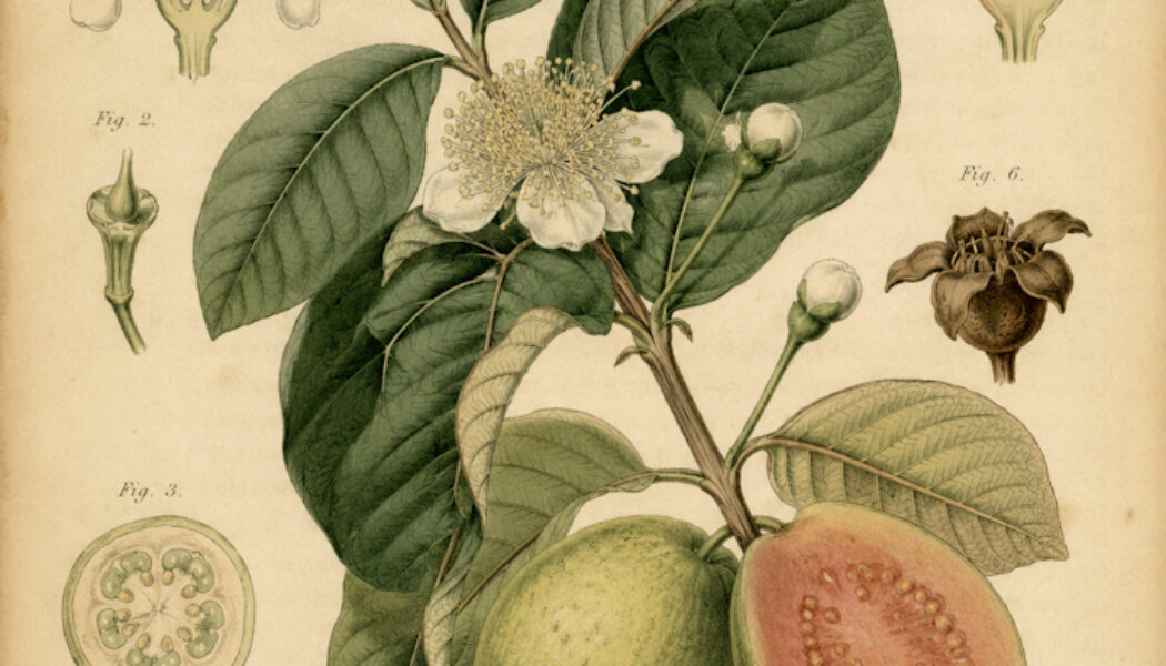 Guava in Paganism and Witchcraft