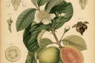 Guava in Paganism and Witchcraft