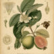 Guava in Paganism and Witchcraft
