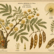 Gum Arabic in Paganism and Witchcraft