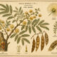Gum Arabic in Paganism and Witchcraft