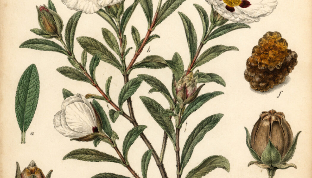 The Use of Gum Cistus in Paganism and Witchcraft