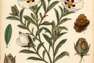 The Use of Gum Cistus in Paganism and Witchcraft
