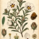 The Use of Gum Cistus in Paganism and Witchcraft