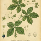 Gynostemma in Paganism and Witchcraft