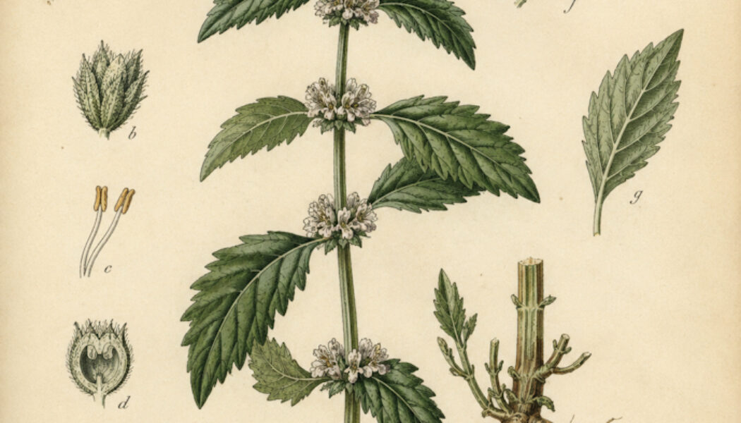 Gypsywort in Paganism and Witchcraft