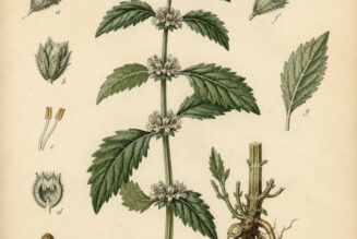 Gypsywort in Paganism and Witchcraft