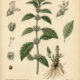 Gypsywort in Paganism and Witchcraft
