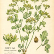 Hare’s Ear in Paganism and Witchcraft