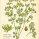 Hare’s Ear in Paganism and Witchcraft