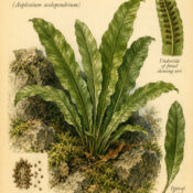 Hart’s Tongue Fern in Paganism and Witchcraft: The Leaf of Hidden Wisdom