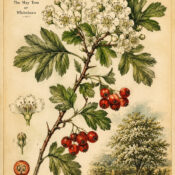 Hawthorn in Paganism and Witchcraft