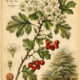 Hawthorn in Paganism and Witchcraft