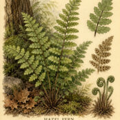 Hazel Fern in Paganism and Witchcraft: A Plant of Wisdom and Hidden Pathways