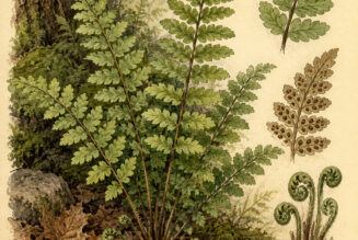 Hazel Fern in Paganism and Witchcraft: A Plant of Wisdom and Hidden Pathways