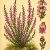 Heather in Paganism and Witchcraft: A Plant of Protection, Luck and the Wild Places