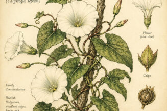 Hedge Bindweed in Paganism and Witchcraft