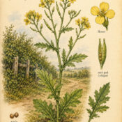 Hedge Mustard in Paganism and Witchcraft