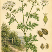 Hedge Parsley in Paganism and Witchcraft