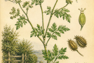Hedge Parsley in Paganism and Witchcraft
